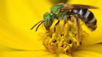 Mengapa Serangga Hidup di Bunga